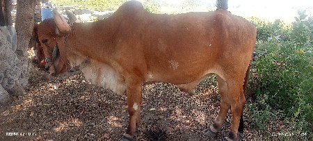 બળદ વેચવાના