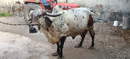 ગાય વેચવાની છે,