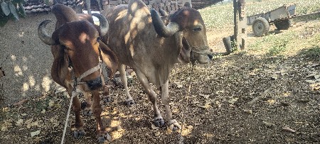 બળદ વેચવાના છે