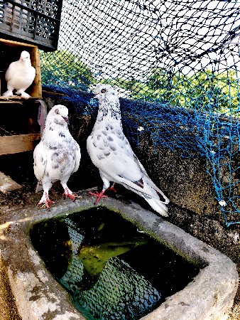 કબુતર વેચવાના છે