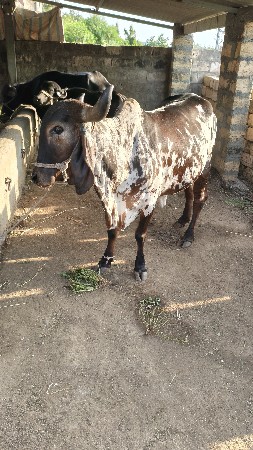 ત્રીજું વેતર છે