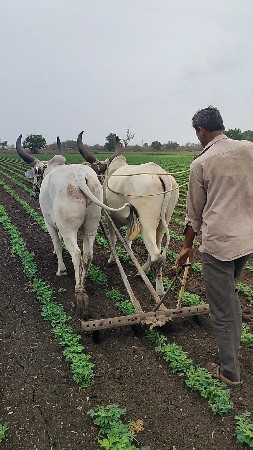 ગોઢલા વેચવાના છે