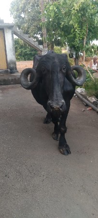 ભેંસ વેચવાની છે