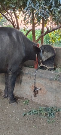 ખળેલી  વેચવા ની સે