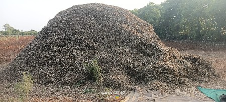 7 vigha ano bhuko