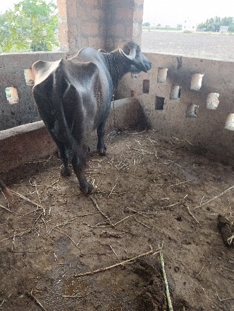 વેસવાની