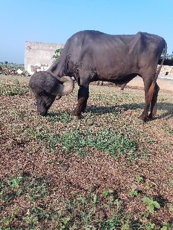 પાડો વેચવાનો છે ફુટી ગયો છે