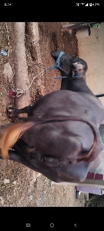 bhesh vechvani che