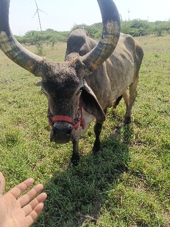બળદ વેચવાના છે