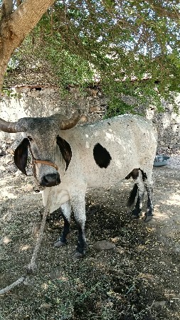 ગાય વેચવા ની છે લીલડી ગાય