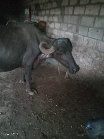 ભેંસ વેચવાની છે