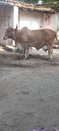 દેશી ગાય વેચવાની છે નીચે વાસેલી છે