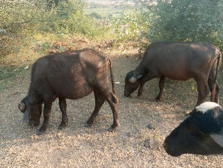 પાડિ