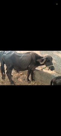 ખડેલી વેચવાની છે