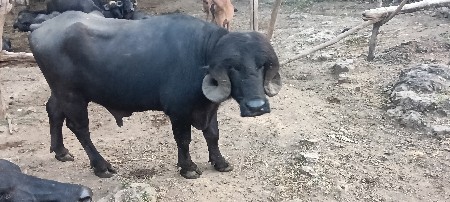 પાડો વેચવાનો છે