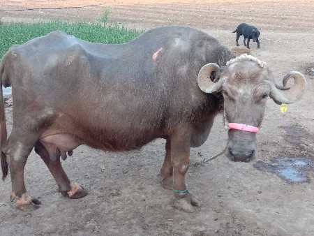 ભેંસ વેચવાની છે