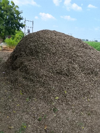 mandvi no palo