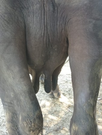 ભેંસ