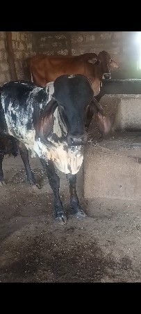 યોરીજલ ગીર વાસરી સે