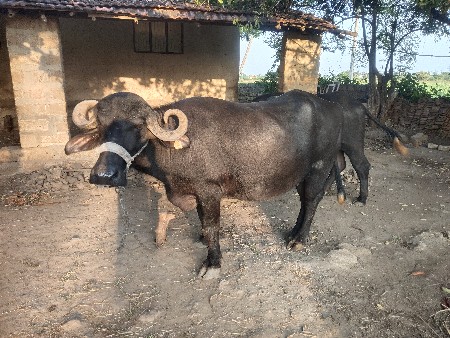 વેસવાનું સે