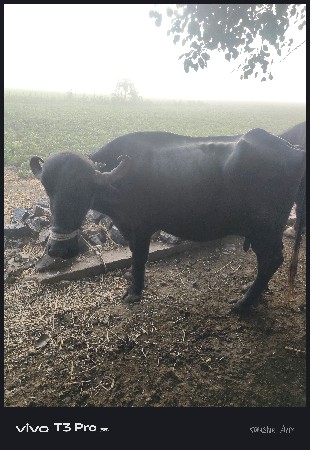 ભેંસ વેચવાની છે