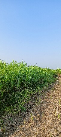 જુવાર