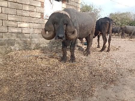 પાડો વેચવાનો છે