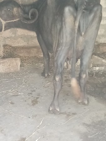 ભેંસ વેચવાની છે