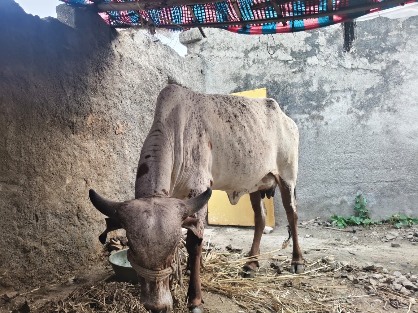 હોડકી વેસવાની છે