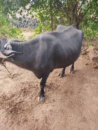 ભેંસ વેસવાનિ સે