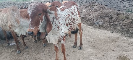 વાસડો પાળવા દેવાનોસે