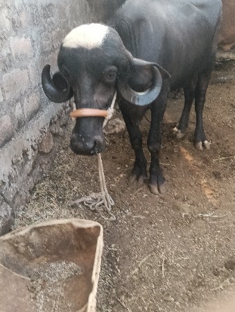 ખડેલી નુ સાટુ કરવાનુ છે