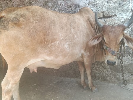 હોળકી વેચવાની છે