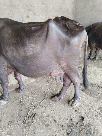 ભેંસ વેચવાની છે પાંચ દિવસની વાણેલ