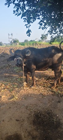 1વેતર 2 મહિના નું વીયાનલ..