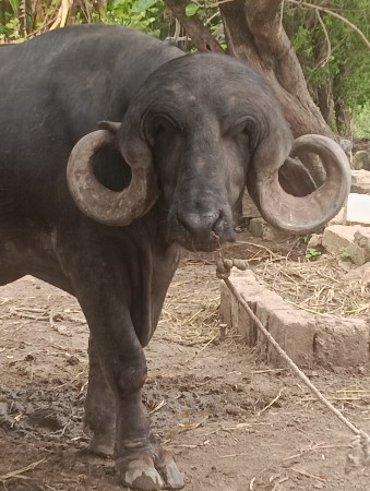 પાડો  વેચવાનો છે