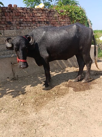 ખળેલી વેચવાની છે