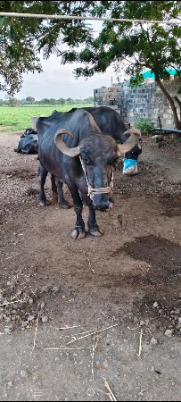 ભેંશ વેચવાની સે