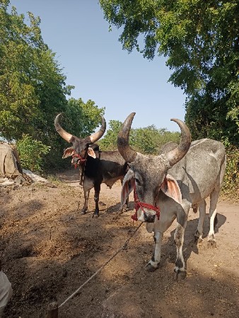 વેચવા ના છે