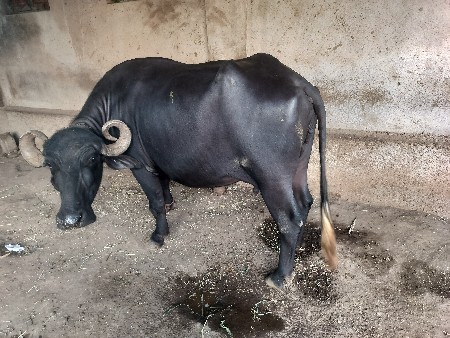 વેચવાની ત્રીજુ વેતર