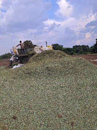 પાલો વેચવાનો છે મગફળીનો