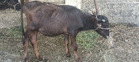 પોરબંદર જિલ્લો
