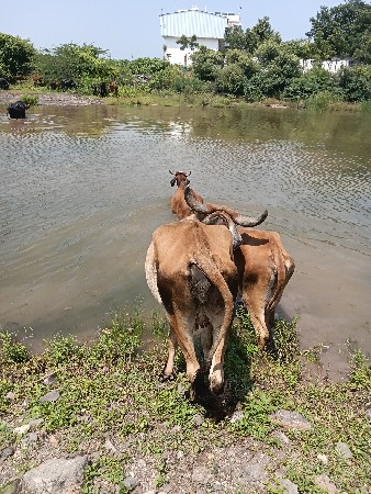 8 ગાયો વેષવા ની સે