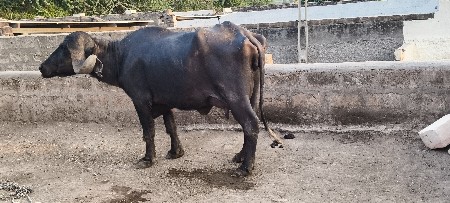 બીજું વેતર નીચે પાડો