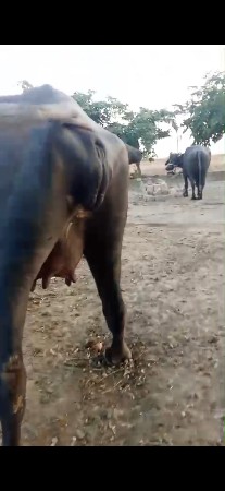 ભેંસ વેચવાની છે