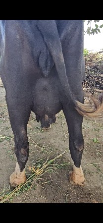 ભેંસ વેચવાની સે