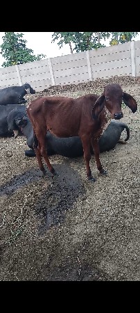 ચાર વાછડી વેચવાની છે