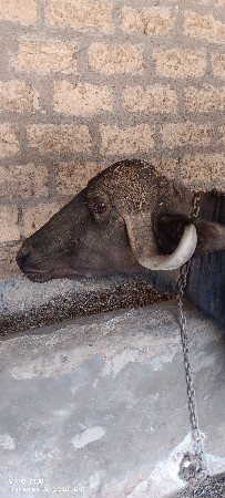 જાફરાબાદી ભેંશ વેચવાની છે
