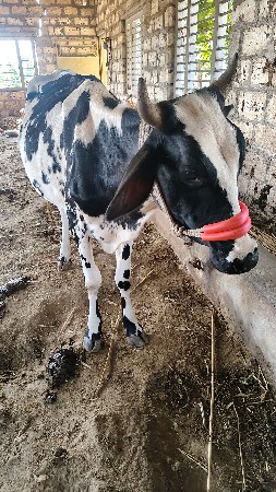 એસબ ઓડકુ 30 મહિનાનું