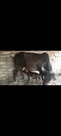 આ ગાય વેચવાની છે